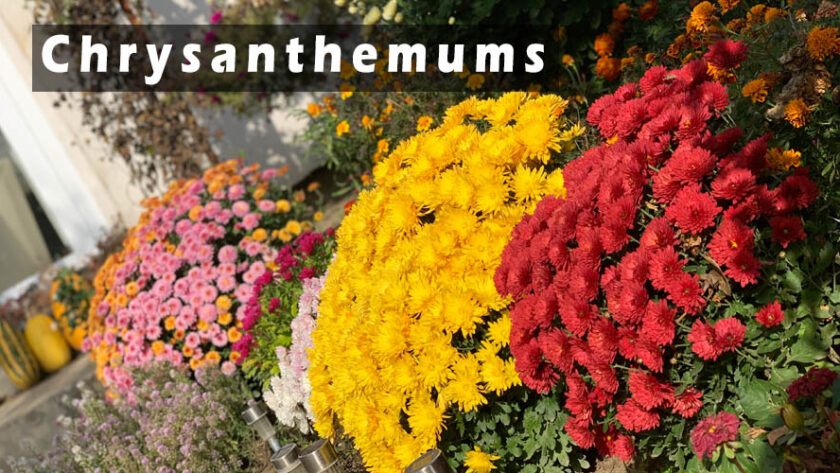 The beauty of fall, Chrysanthemums