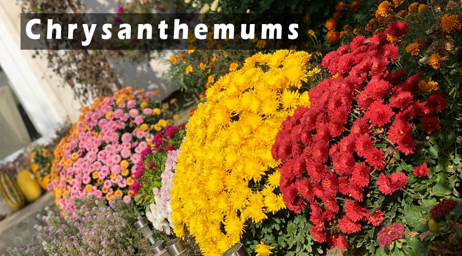 The beauty of fall, Chrysanthemums