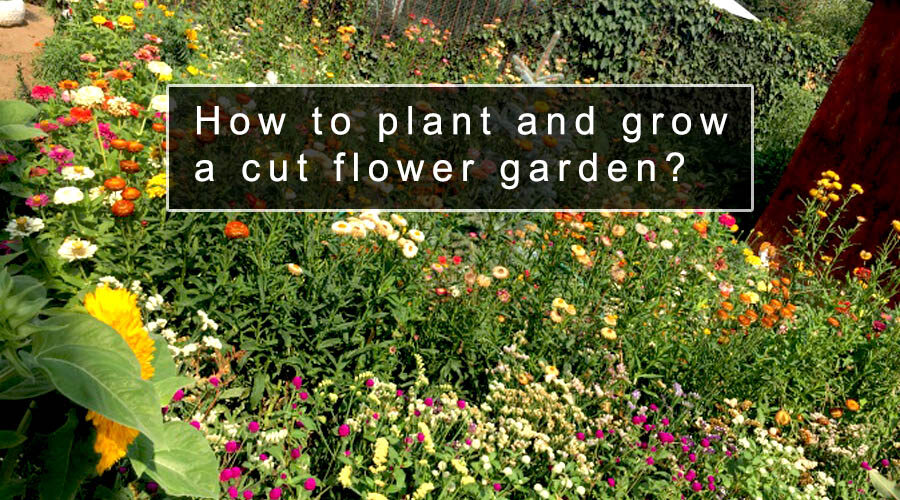 How to plant and grow a cut flower garden?