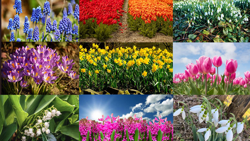 7 Spring-flowering bulbs you should have in your garden