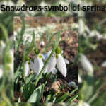 Snowdrops - The symbol of spring