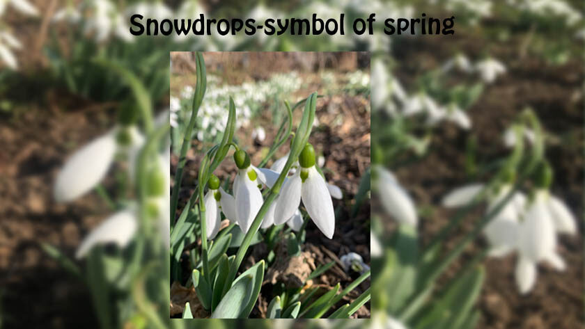 Snowdrops - The symbol of spring