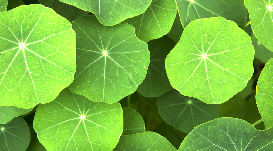 6 Plants With Round Leaves DecorateLife