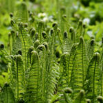 The Most Exciting Things You Don't know About Ferns