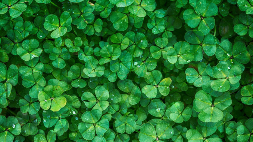 Clover Plant- Care, Flowers,Advantages,Meaning